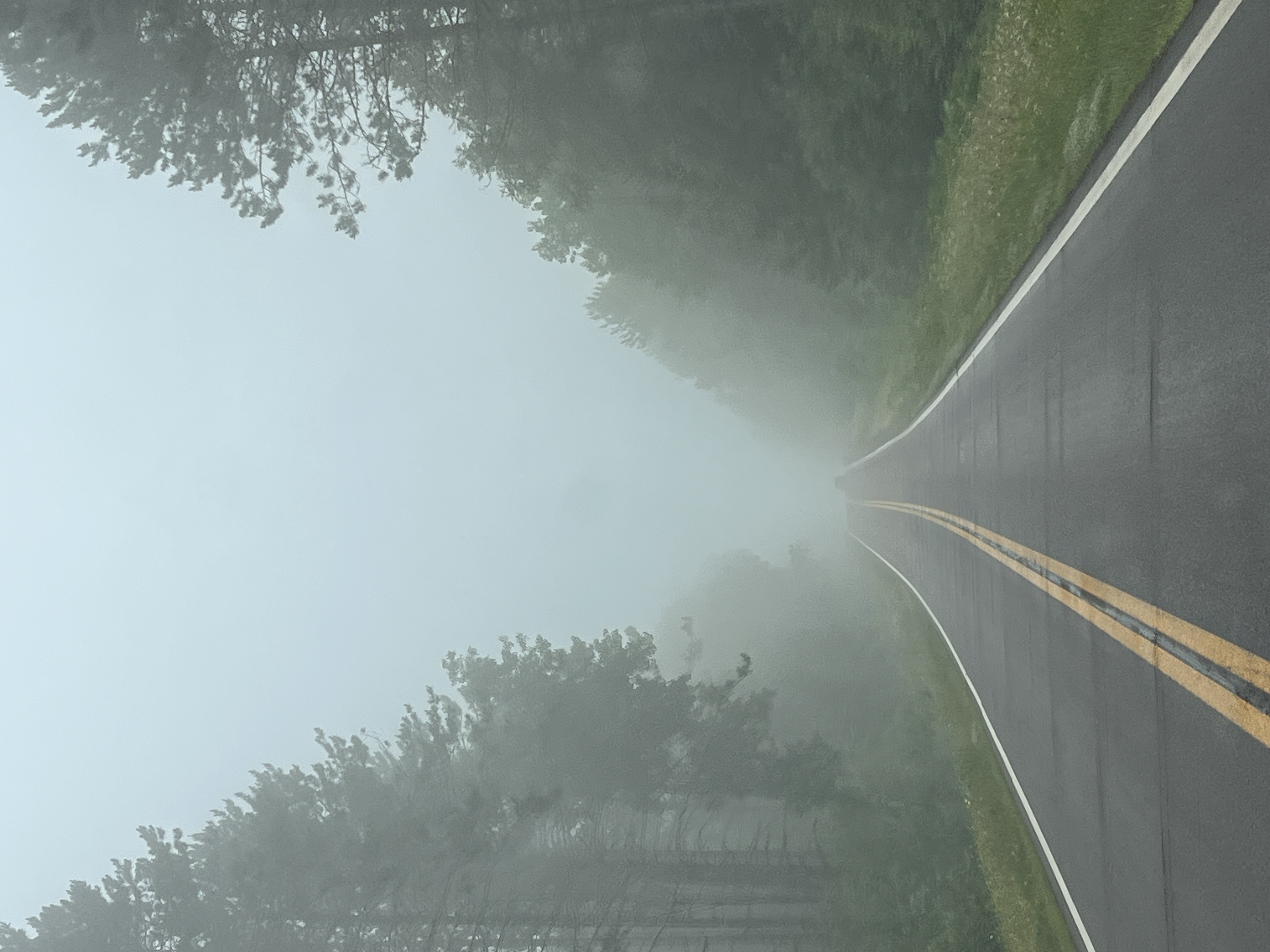 A northern road disappearing into fog between pine trees.